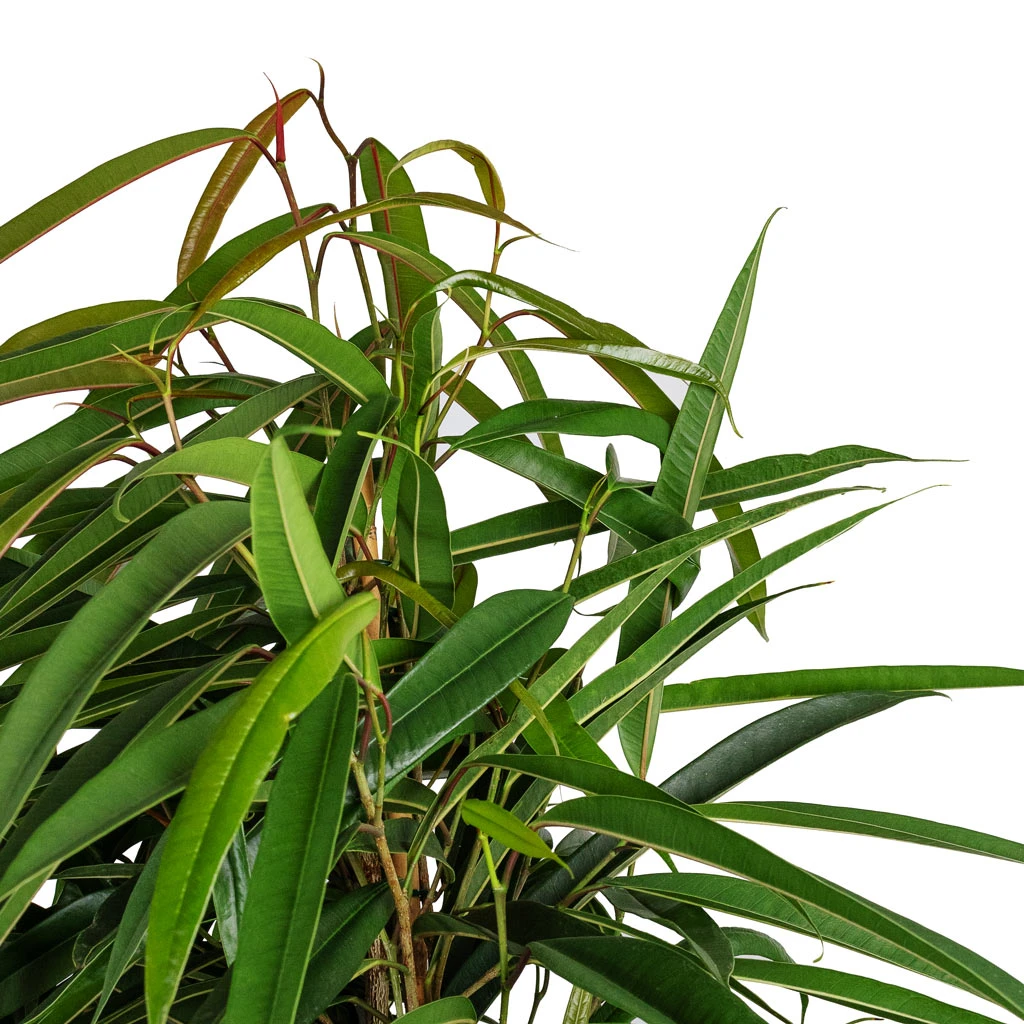 Ficus Alii - Long Leafed Fig 4 Ficus Alii - Long Leafed Fig - Image 2