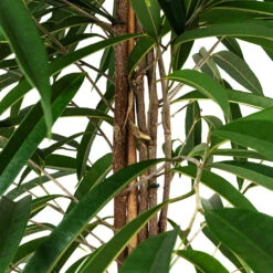 Ficus Alii - Long Leafed Fig 19 Ficus Alii - Long Leafed Fig -Plant Promotion Store Ficus Alii Long Leafed Fig 27x125cm 3