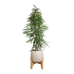 Ficus Alii - Long Leafed Fig 20 Ficus Alii - Long Leafed Fig -Plant Promotion Store Ficus Alii Long Leafed Fig 27x125cm Patt Plant Pot Low Stand Grey Washed 39x43cm