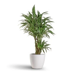 Sven Plant Pot - White 18 Sven Plant Pot - White -Plant Promotion Store Ficus Alii Long Leafed Fig 27x125cm Sven Plant Pot White 33x28cm
