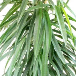 Ficus Alii - HydroCare -Plant Promotion Store Ficus Alii Long Leafed Fig Leaves 86709761 ef28 4620 8c25 51dff1fd8a79