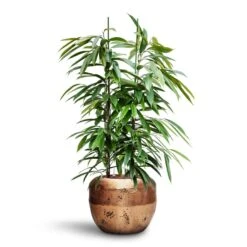 Opus Raw Couple Planter - Gold -Plant Promotion Store Ficus Amstel King HydroCare Opus Raw Couple Planter Gold