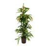 Ficus Amstel King - HydroCare