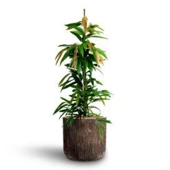 Luxe Lite Waterfall Cylinder Planter - Bronze -Plant Promotion Store Ficus Amstel King HydrocultureLuxe Lite Waterfall Cylinder Planter Bronze 333dabff c92d 4033 8815 9271527c50f1