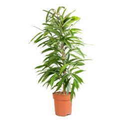 Ficus Amstel King - Narrow Leafed Fig -Plant Promotion Store Ficus Amstel King Narrow Leafed Fig 21x90cm