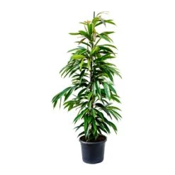 Ficus Amstel King - Narrow Leafed Fig -Plant Promotion Store Ficus Amstel King Narrow Leafed Fig