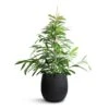 Ficus Amstel King - Narrow Leafed Fig -Plant Promotion Store Ficus Amstel King Narrow Leafed Fig 27x125cm Grigio Balloon Plant Pot Anthracite Concrete 42x42cm