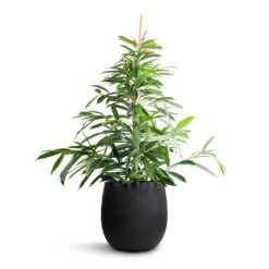 Grigio Balloon Plant Pot - Anthracite Concrete 15 Grigio Balloon Plant Pot - Anthracite Concrete -Plant Promotion Store Ficus Amstel King Narrow Leafed Fig 27x125cm Grigio Balloon Plant Pot Anthracite Concrete 42x42cm b0a4c616 17a7 4504 89cc f71cab95d17f