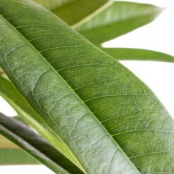 Plant Promotion Store -Plant Promotion Store Ficus Amstel King Narrow Leafed Fig SWATCH 2