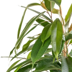 Ficus Amstel King - Narrow Leafed Fig -Plant Promotion Store Ficus Amstel King Narrow Leafed Fig SWATCH