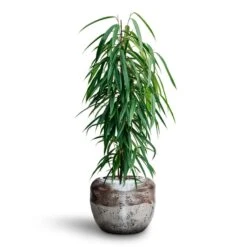 Ficus Alii - HydroCare -Plant Promotion Store Ficus Binnendijkii Alii Hydroculture Opus Raw Couple Planter Silver 08b8a9f4 0e05 429e b191 9660bd4e95f3