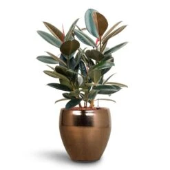 Ficus Elastica Abidjan - HydroCare -Plant Promotion Store Ficus Elastica Abidjan Hydroculture Amora Couple Planter Gold