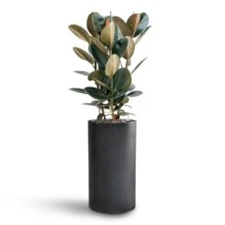 Solid Cylinder Planter - Dark Grey 13 Solid Cylinder Planter - Dark Grey -Plant Promotion Store Ficus Elastica Abidjan Hydroculture Basic Cylinder Planter Dark Grey 063f9e1e ae08 458b aced d7fcd27a3fde