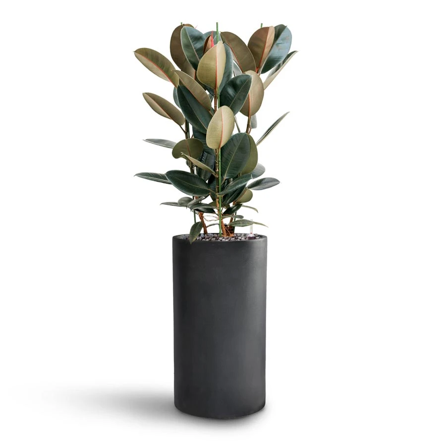 Solid Cylinder Planter - Dark Grey 7 Solid Cylinder Planter - Dark Grey - Image 5