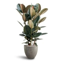 Ficus Elastica Abidjan - HydroCare -Plant Promotion Store Ficus Elastica Abidjan Hydroculture Grigio Egg Pot Planter Natural Concrete