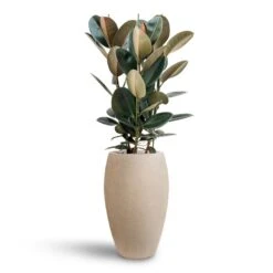 Ficus Elastica Abidjan - HydroCare -Plant Promotion Store Ficus Elastica Abidjan Hydroculture Raindrop Emperor Planter Beige