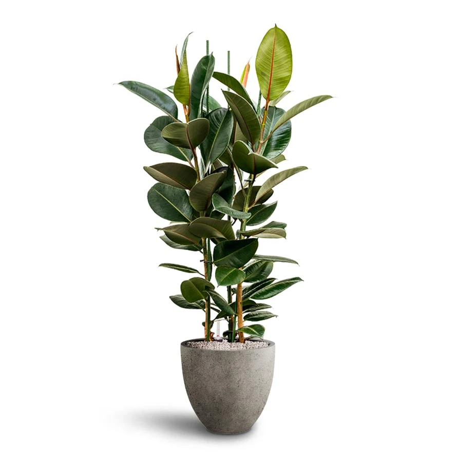 Ficus Elastica Robusta - Rubber Plant - HydroCare 12 Ficus Elastica Robusta - Rubber Plant - HydroCare - Image 10