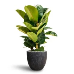 Ficus Elastica Robusta - Rubber Plant - HydroCare 34 Ficus Elastica Robusta - Rubber Plant - HydroCare -Plant Promotion Store Ficus Elastica Robusta Hydroculture Raindrop Couple Planter Anthracite