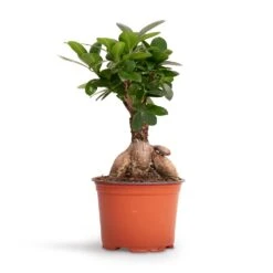 Ficus Ginseng - Indian Laurel 26 Ficus Ginseng - Indian Laurel -Plant Promotion Store Ficus Ginseng Indian Laurel 12x30cm 2