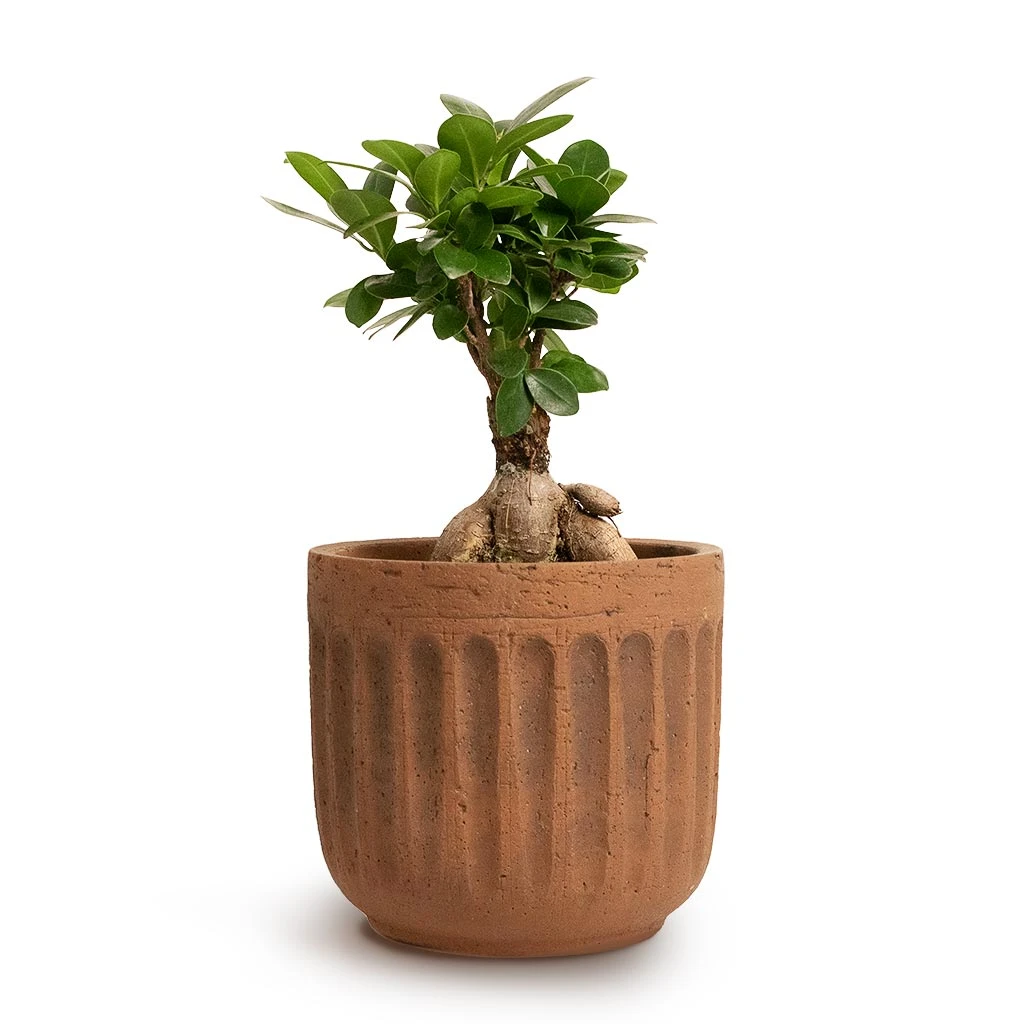 Ficus Ginseng - Indian Laurel 15 Ficus Ginseng - Indian Laurel - Image 13