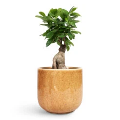 Nine Plant Pot - Caramel 15 Nine Plant Pot - Caramel -Plant Promotion Store Ficus Ginseng Indian Laurel 12x30cm Nine Plant Pot Caramel 17x15cm 1