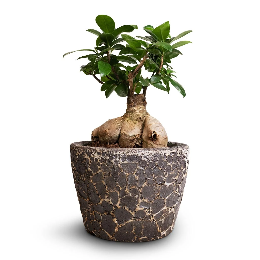 Ficus Ginseng - Indian Laurel 4 Ficus Ginseng - Indian Laurel - Image 2