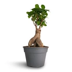 Ficus Ginseng - Indian Laurel 25 Ficus Ginseng - Indian Laurel -Plant Promotion Store Ficus Ginseng Indian Laurel 17x40cm