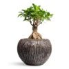 Ficus Ginseng - Indian Laurel -Plant Promotion Store Ficus Ginseng Indian Laurel 17x40cm Luxe Lite Waterfall Globe Planter Bronze 28x20cm