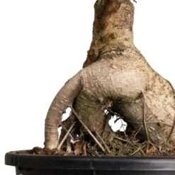 Ficus Ginseng - Indian Laurel 23 Ficus Ginseng - Indian Laurel -Plant Promotion Store Ficus Ginseng Indian Laurel 22x45cm 2