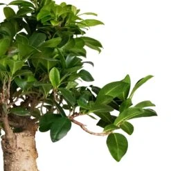 Ficus Ginseng - Indian Laurel 24 Ficus Ginseng - Indian Laurel -Plant Promotion Store Ficus Ginseng Indian Laurel 22x45cm