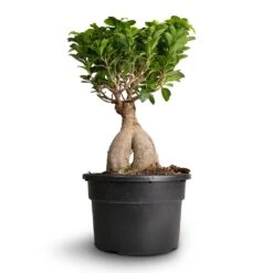 Ficus Ginseng - Indian Laurel 34 Ficus Ginseng - Indian Laurel -Plant Promotion Store Ficus Ginseng Indian Laurel 22x45cm 3