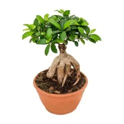Ficus Ginseng - Indian Laurel 35 Ficus Ginseng - Indian Laurel -Plant Promotion Store Ficus Ginseng Indian Laurel Large