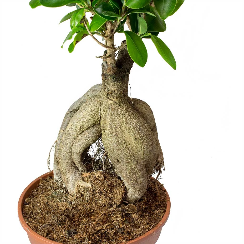 Ficus Ginseng - Indian Laurel 14 Ficus Ginseng - Indian Laurel - Image 12