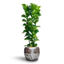 Opus Raw Couple Planter - Silver 27 Opus Raw Couple Planter - Silver -Plant Promotion Store Ficus Lyrata Bambino Hydroculture Opus Raw Couple Planter Silver