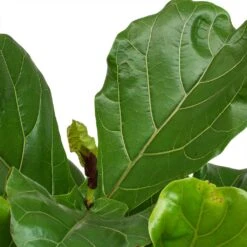Ficus Lyrata - Fiddle Leaf Fig 29 Ficus Lyrata - Fiddle Leaf Fig -Plant Promotion Store Ficus Lyrata Fiddle Leaf Fig New Leaf