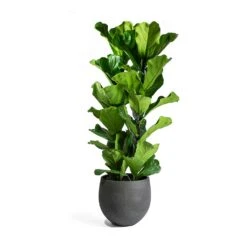 Ficus Lyrata - Fiddle Leaf Fig 36 Ficus Lyrata - Fiddle Leaf Fig -Plant Promotion Store Ficus Lyrata Mini Orb Black Washed