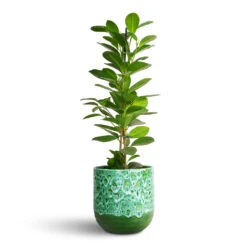 Ficus Moclame - Indian Laurel -Plant Promotion Store Ficus Moclame Indian Laurel 14x55cm Ocean Glaze Plant Pot Emerald 16x16cm