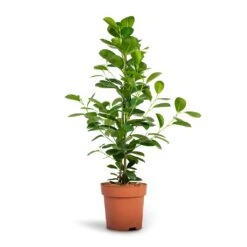 Ficus Moclame - Indian Laurel -Plant Promotion Store Ficus Moclame Indian Laurel 17x70cm