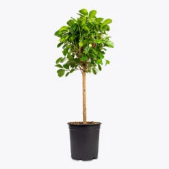Ficus Moclame - Indian Laurel - Straight Stem -Plant Promotion Store Ficus Moclame Indian Laurel 21x90cm