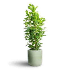 Lisbon Plant Pot - Sage -Plant Promotion Store Ficus Moclame Indian Laurel 24x90cm Lisbon Plant Pot Sage 26x26cm 1