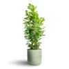 Ficus Moclame - Indian Laurel