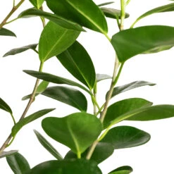 Ficus Moclame - Indian Laurel -Plant Promotion Store Ficus Moclame Indian Laurel DETAIL imageoptim
