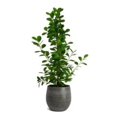 Ficus Moclame - Indian Laurel -Plant Promotion Store Ficus Moclame Indian Laurel Esra Plant Pot Mystic Grey