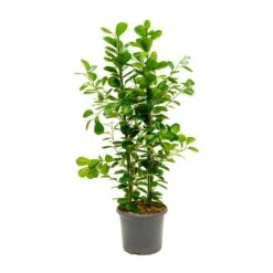 Ficus Moclame - Indian Laurel -Plant Promotion Store Ficus Moclame Indian Laurel Large