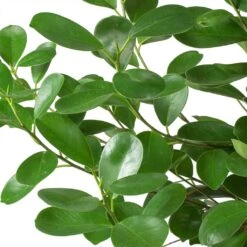 Ficus Moclame - HydroCare 14 Ficus Moclame - HydroCare -Plant Promotion Store Ficus Moclame Indian Laurel Leaves 630302b3 ccff 4798 a787 2488bd97b544