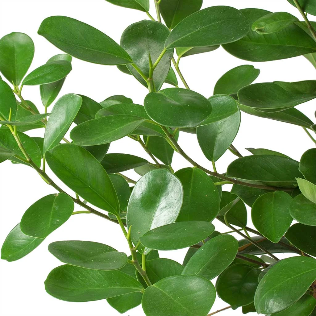 Ficus Moclame - HydroCare 5 Ficus Moclame - HydroCare - Image 3