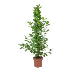 Ficus Moclame - Indian Laurel -Plant Promotion Store Ficus Moclame Indian Laurel Small Tuft