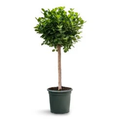 Ficus Moclame - Indian Laurel - Straight Stem -Plant Promotion Store Ficus Moclame Indian Laurel Tree Straight Stem