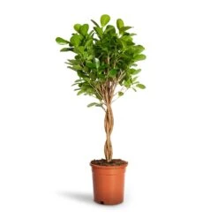 Ficus Moclame - Indian Laurel - Twisted Stem -Plant Promotion Store Ficus Moclame Indian Laurel Twisted Stem 17x70cm