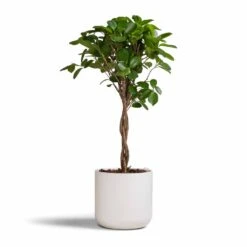 Ficus Moclame - Indian Laurel - Twisted Stem -Plant Promotion Store Ficus Moclame Indian Laurel Twisted Stem 17x70cm Lisbon Plant Pot White 19x19cm b77925c5 a395 4255 b618 3920187b6a1a